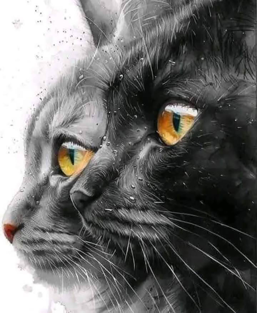 478669558 122155925078364020 7891774500414650537 n 20