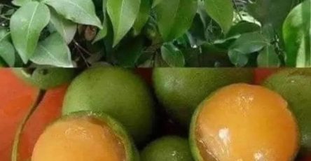 491972144 1099805702190622 2129460306429815544 n