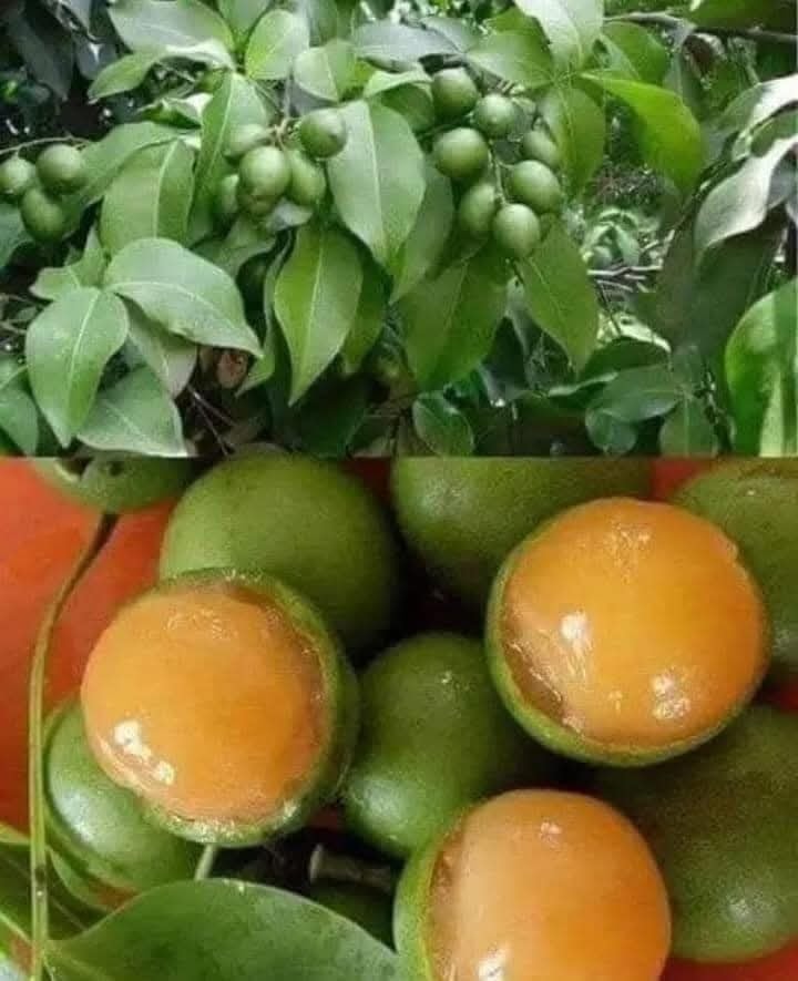 491972144 1099805702190622 2129460306429815544 n