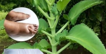 571204136 1445357663786181 5868827730087479759 n