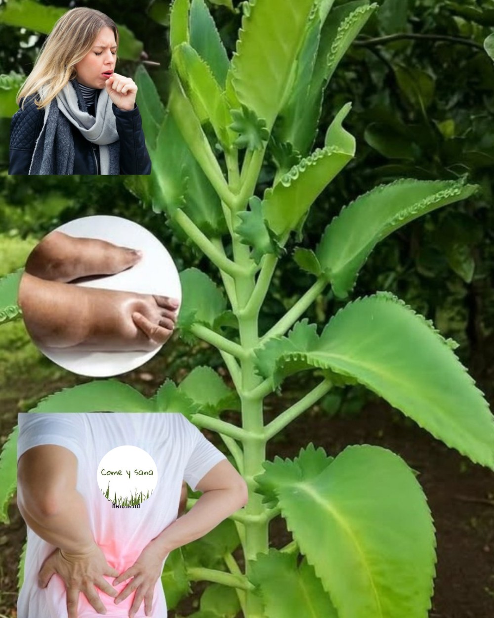 571204136 1445357663786181 5868827730087479759 n