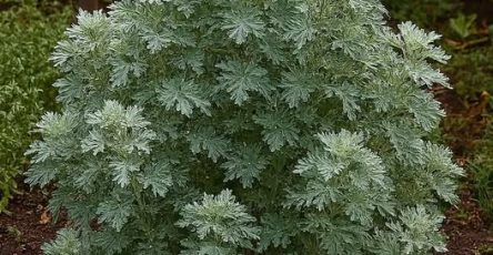 572032212 1258802009624323 3174060433559863959 n