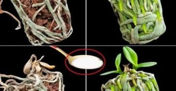 590247709 122239040474131801 3362315588888687153 n 1