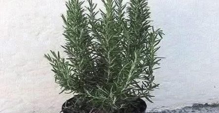 598147134 1390518909150081 1869079032534940264 n