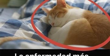 598819087 1389303115938327 3718236534666488446 n