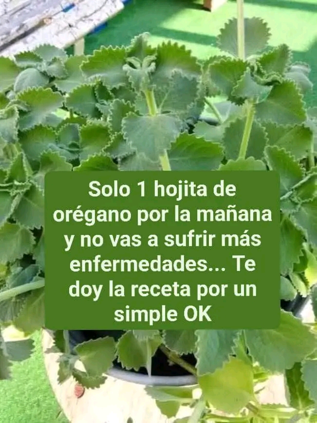 649832949 1681657836546891 2494839689550090921 n