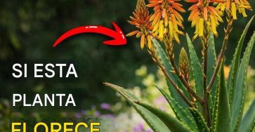 651395919 1450542653233047 8505371966840291108 n