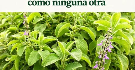 655795566 1572117934443486 7027149093002624691 n