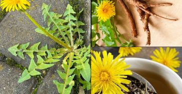 658810674 122157226664958793 5021286008183448217 n