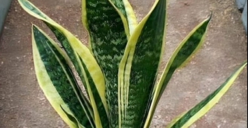 Capture decran 2025 11 19 195406