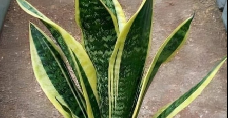 Capture decran 2025 11 19 195406