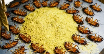 Comment se debarrasser des cafards de maniere simple et economique sans utiliser de poisons puissants.jpg