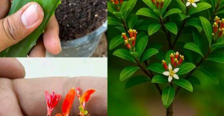 E0bc0787 0e2a 420a 8de8 f641175758a8