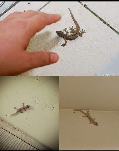 457460923 1044784483686852 8745277608155737584 n