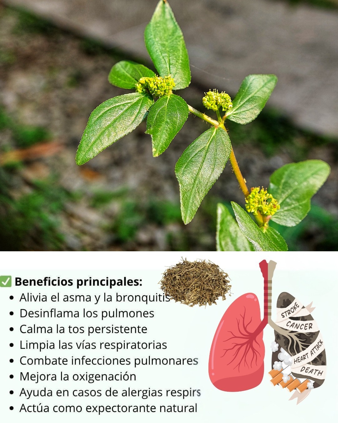 557630246 122130585170943773 2239171329853801776 n