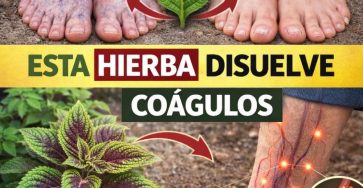 629156856 1535078581480755 5793695353896499016 n