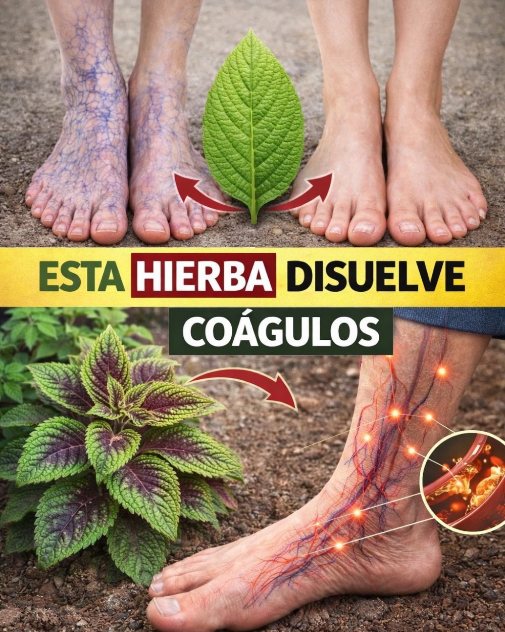 629156856 1535078581480755 5793695353896499016 n