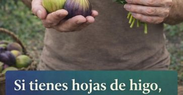 656469171 1508496387503732 4565090078878564629 n