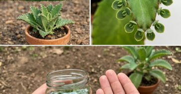 659104211 122168383154924909 950003506299039672 n