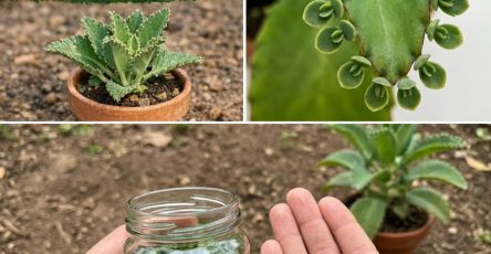 659104211 122168383154924909 950003506299039672 n