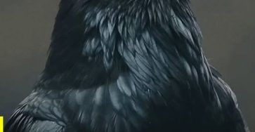 754278642 2670637926665498 9170355556878843795 n